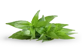 Wyciąg z liści Andrographis paniculata